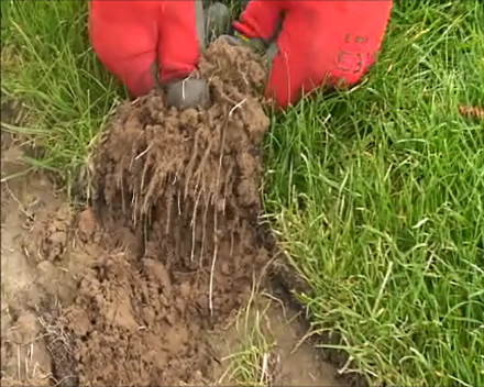 TerraCottem zorgt voor een snellere inworteling van de graszoden...