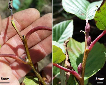 Apical buds, Control C8 (left), TerraCottem Universal® Treated T1 (right).