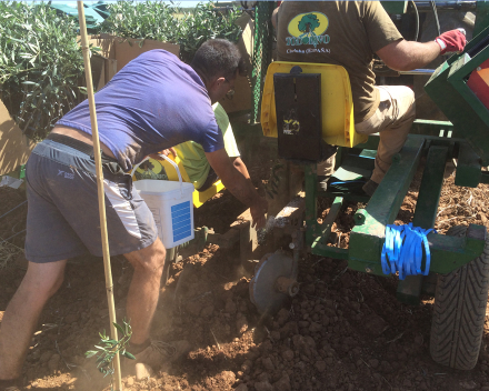 Plantation d’oliviers avec TerraCottem Universal, Los Nietos, Carmona (Séville), Espagne – TC a été utilisé pour épargner en arrosage et obtenir une meilleure croissance.