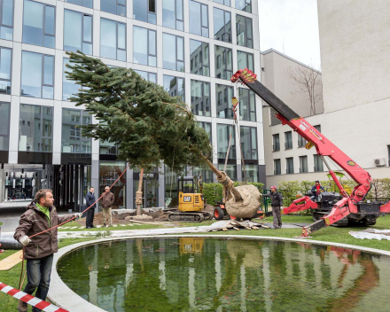 Third place is for Aleš Kurz from Czech Republic: planting large trees with TerraCottem Universal inside the Florentinum building complex in Prague.