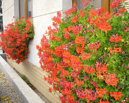 Pelargonie v balkonových truhlících