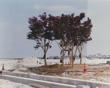 Boomaanplanting met TerraCottem Universal, Incheon International Airport, Zuid-Korea.