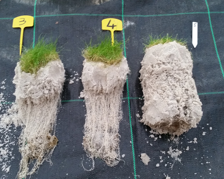 4 January 2016 - Root sampling