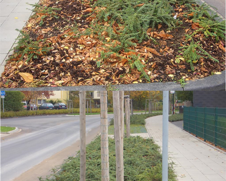 Snellere en betere vestiging van de planten (boven: GEEN TerraCottem, onderaan: MET TerraCottem).