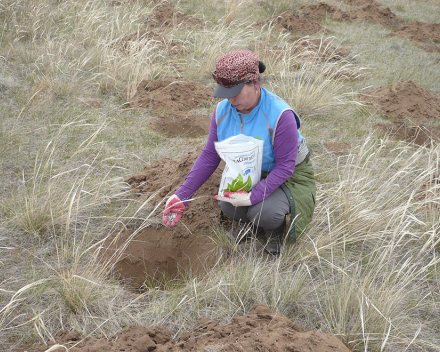 TerraCottem Universal application at the Green Asia Mongolia desertification prevention project.