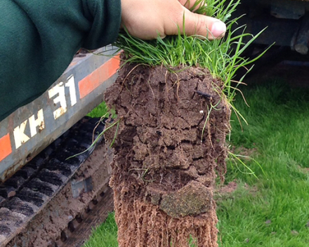 Root development with TerraCottem turf at Anfield Road, Liverpool, UK.