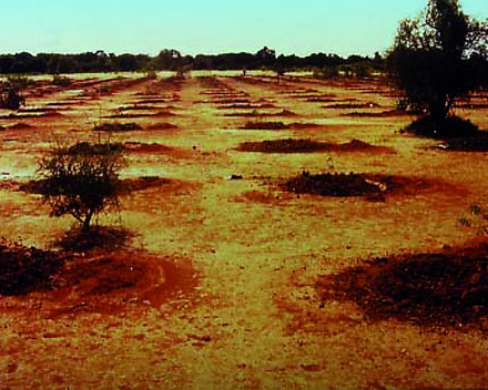 Arbole, Burkina Faso (1988): původní druhy stromů vysazené s TerraCottemem těsně před dešťovou sezonou.