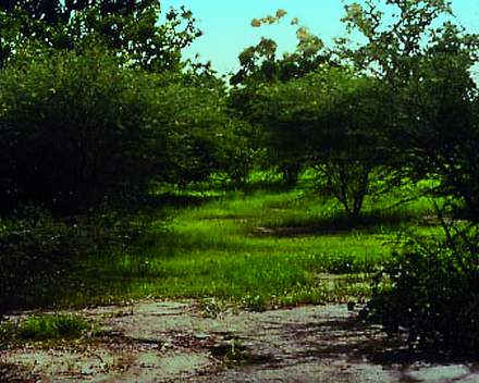 Arbole, Burkina Faso (1992): vier jaar later.