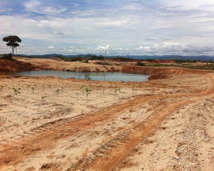 Restauración medioambiental con TerraCottem Universal de una mina de oro al aire libre, Caucasia, Colombia - 1 mes después de la plantación.