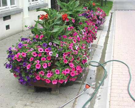 TerraCottem Universal in containers, Kluisbergen, Belgium.