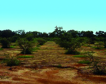 Arbole, Burkina Faso (1990): Dos años más tarde.