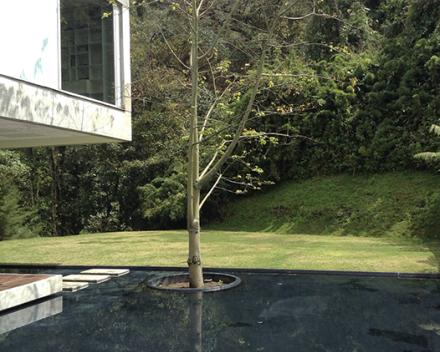 Kolombiya’ da TerraCottem Universal ile ağaç dikimi, Medellin.