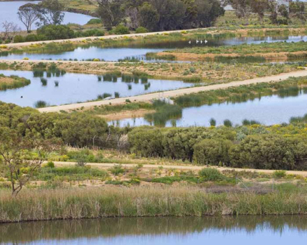 Sewerage ponds into wildlife lakes