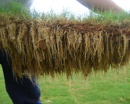 Vzorek trávy z kořenové zóny ošetřený TerraCottemem, Belo Horizonte, Brazílie.