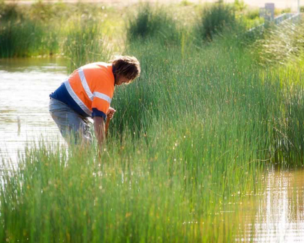 Sewerage ponds into wildlife lakes