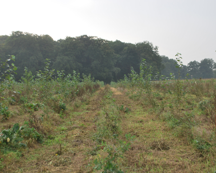 Plantación de árboles con TerraCottem Universal, Bielefeld, Alemania.