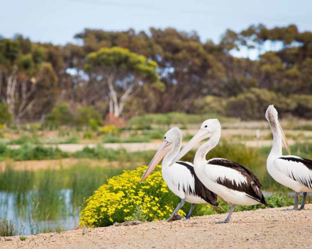 Sewerage ponds into wildlife lakes