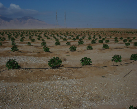 Biofuel plantation with TerraCottem Universal on degraded soil treated with sewage water, Suez, Egypt.