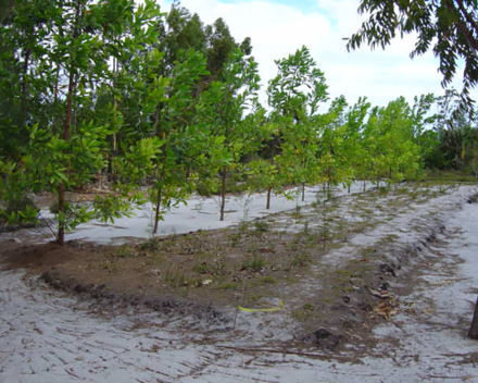 Environmental reforestation with TerraCottem Universal, Madagascar.