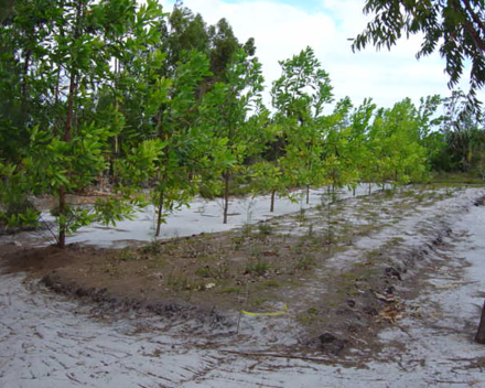 Ekologické zalesňování s TerraCottem Universal, Madagaskar.