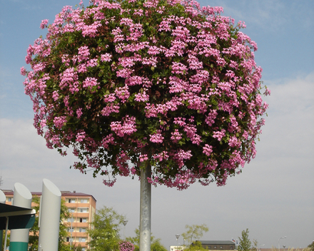 TerraCottem Universal in hanging baskets, Otrokovice, Tsjechië.