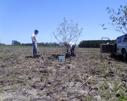 Tree planting with TerraCottem Universal, Santa Ana, Cologne, Uruguay.