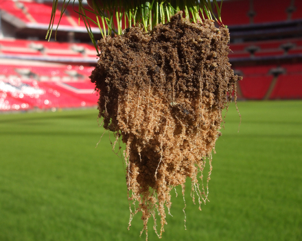 Graswortelontwikkeling met TerraCottem turf in Wembley Stadium, Londen, VK.