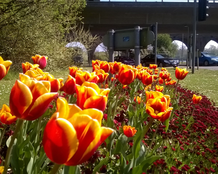 TerraCottem Universal in flower beds, Fareham Borough Council, UK.