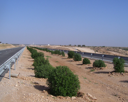 Tunus’da TerraCottem Universal ile ağaç dikimi, Msaken-Sfax Otoyolu.