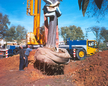 Přesazení stromu břestovce jižního – Jerez, Španělsko.