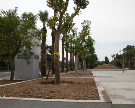 Přesazení platanu s TerraCottemem Universal, Plaza del Caballo, Jerez, Španělsko.