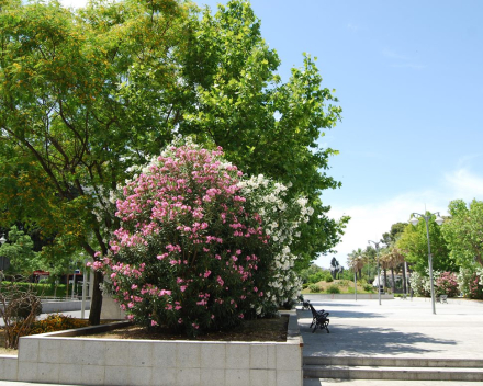 Platanus con TerraCottem Universal, Plaza del Caballo, Jerez, España 10 años después del trasplante.