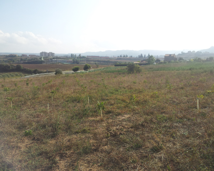 SustAffor field trial in Mediterranean Continental climate.