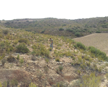 Jaime Coello inspecting the trial plots.