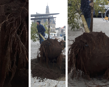 One of the trees was damaged by a car and needed to be replaced: notice the excellent root development a few months after planting.