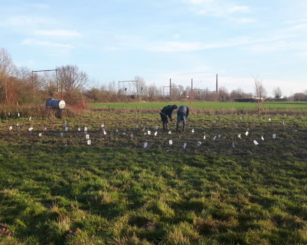 Boomaanplanting voor de Warmste Week