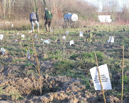 Boomaanplanting voor de Warmste Week