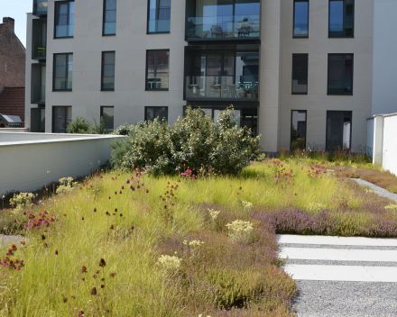 Groendaken met biodiversiteit als meerwaarde bij projectontwikkeling in hartje Gent.