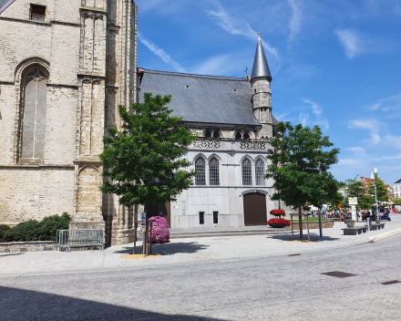 Reconstructing the town square, city of Oudenaarde, Belgium: 3 years after planting, the new trees are greening the city centre