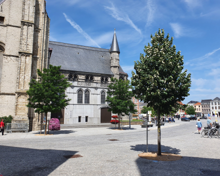 Reconstruction de la place du marché de la ville d'Audenarde, Belgique : 3 ans après la plantation, les nouveaux arbres verdissent le centre-ville
