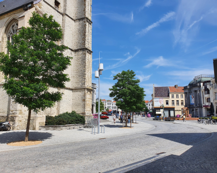 Reconstruction de la place du marché de la ville d'Audenarde, Belgique : 3 ans après la plantation, les nouveaux arbres verdissent le centre-ville