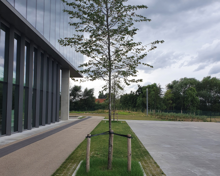 Aanleg parking in grindgazon met TerraCottem Turf