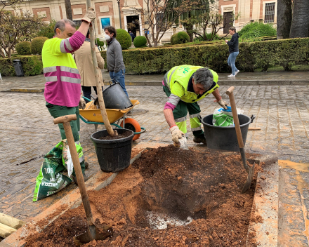 The Cointer Seville North Trees team planting the jacarandas in front of the “Archivo de Indias”.