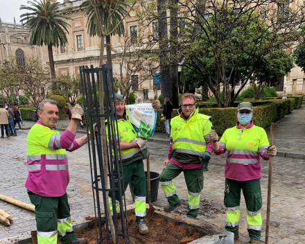 The Cointer Seville North Trees team planting the jacarandas in front of the “Archivo de Indias”.
