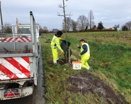 Aanplanting van bomen & struiken