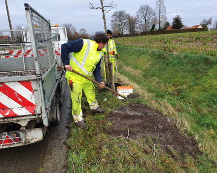 Tree & Shrub Planting