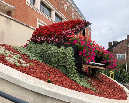 TerraCottem Universal in flower beds, in France ville de Fourmies