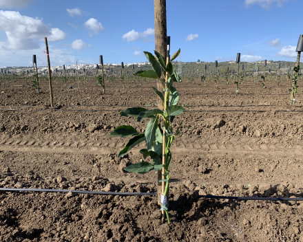 Plantation d’arbres et d’arbustes