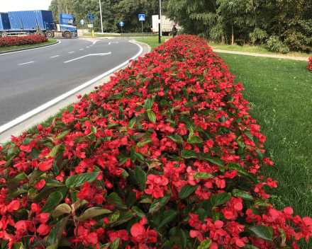  Oudenaarde, de gemeente met lovenswaardige bloemeninitiatieven