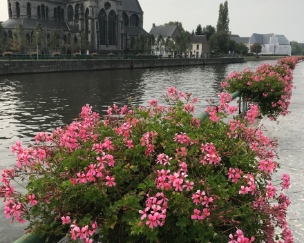 Oudenaarde, de gemeente met lovenswaardige bloemeninitiatieven